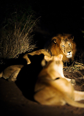 포토 JPG 해외이미지 동물 1 공원 여자 남자 얼굴 야생동물 가족 아프리카 자연 사람없음 야외 빛 검은색 고양이 어둠 힘 입 그룹 황금 닫기 치아 야간 사자 큼 사파리 싱글 사냥 육식동물 갈기 사냥꾼 사자자리 남쪽 해외202004 해외포토 자연요소 직업 공공시설 나라 컬러 포유류 관계 모션 사람 신체부위 반려동물 별자리 소화기관 크기 방향 생태계 파일형식 이미지허브