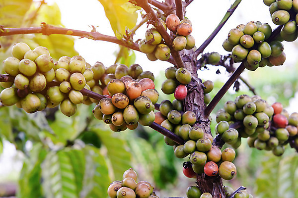 포토 JPG 해외이미지 나무 식물 열매 꽃 산업 아시아 커피 음료 음식 여행 잎 밭 농업 과일 자연 콩 씨앗 사람없음 빨간색 초록색 농장 일몰 카페 원두 수확 성장 나뭇가지 신선 뜨거움 낟알 굽기 유기농 날것 아로마 발리 에스프레소 깊이 밭일 생태학 숙성 아라비카 카페인 해외202004 해외포토 웰빙 교육 나라 컬러 섬 곡류 노을 상점 구이 생태계 인도네시아 파일형식 이미지허브