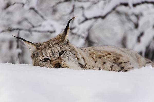 포토 JPG 해외이미지 나무 동물 여유 야생동물 겨울 휴식 프레임 털 사람없음 고양이 숲 위험 육식동물 사냥꾼 거짓말 땅바닥 스라소니 해외202004 해외포토 식물 직업 계절 감정 컨셉 포유류 바닥 반려동물 파일형식 이미지허브