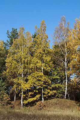 포토 JPG 해외이미지 나무 계절 공원 지구 여행 백그라운드 잎 자연 풍경 사람없음 야외 목재 초록색 빛 햇빛 갈색 노란색 평화 환경 맑음 하이킹 가을 시골 숲 땅 언덕 러시아 자작나무 땅바닥 해외202004 해외포토 식물 공공시설 유럽 컬러 컨셉 재료 레저 날씨 바닥 태양 생태계 파일형식 이미지허브