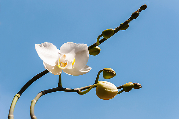 포토 JPG 해외이미지 식물 꽃잎 꽃 꽃무늬 자연 하늘 사람없음 초록색 파란색 새싹 정원 벚꽃 흰색 개화 난초 내추럴 해외202004 해외포토 컬러 무늬 생태계 파일형식 이미지허브