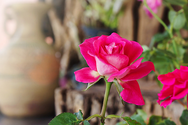 포토 JPG 해외이미지 꽃 분홍색 백그라운드 자연 발렌타인데이 사랑 사람없음 장식 빨간색 장미 귀여움 수확 클래식 모서리 달콤 싱글 부드러움 스타일 해외202004 해외포토 식물 감정 컬러 컨셉 농업 데이이벤트 감각 맛 생태계 파일형식 이미지허브