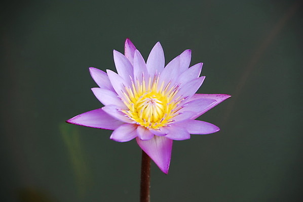 포토 JPG 해외이미지 식물 꽃잎 꽃 백그라운드 잎 꽃무늬 자연 사람없음 야외 초록색 물 노란색 정원 보라색 벚꽃 연못 닫기 허브 묘사 이국적 해외202004 해외포토 자연요소 컬러 무늬 모션 생태계 파일형식 이미지허브