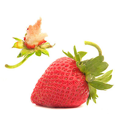 포토 JPG 해외이미지 잡화 열매 음식 백그라운드 잎 다이어트 과일 딸기 디저트 건강 씨앗 사람없음 빨간색 흰색 신선 달콤 맛 유혹 먹기 고립 루비 타르트 해외202004 해외포토 식물 빵 컬러 컨셉 모션 보석 파이_빵 파일형식 이미지허브