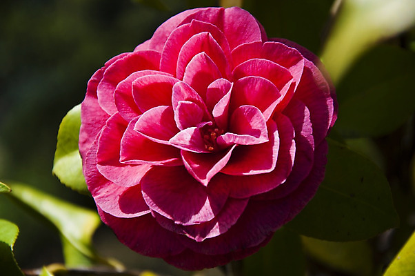 포토 JPG 해외이미지 나무 식물 공원 꽃잎 꽃 종교 선 분홍색 꽃다발 백그라운드 겨울 자연 선물 동양인 사람없음 야외 장식 빨간색 장미 평화 정원 일본 봄 신혼여행 성장 벚꽃 흰색 개화 닫기 관목 심볼 향수 원예 향기 냄새 상록수 남쪽 내추럴 해외202004 해외포토 계절 공공시설 아시아 컬러 결혼 컨셉 모션 인종 취미 화장품 방향 생태계 파일형식 이미지허브