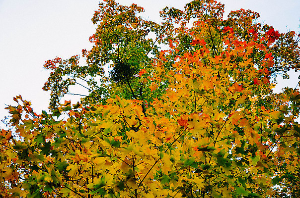 포토 JPG 해외이미지 나무 식물 디자인 계절 공원 백그라운드 단풍 잎 캐나다 오렌지 자연 하늘 추상 풍경 사람없음 야외 목재 빨간색 초록색 빛 컬러풀 햇빛 노란색 환경 정원 가을 나뭇가지 신선 황금 숲 질감 장면 10월 내추럴 해외202004 해외포토 공공시설 컬러 북아메리카 무늬 과일 재료 태양 날짜 생태계 파일형식 이미지허브
