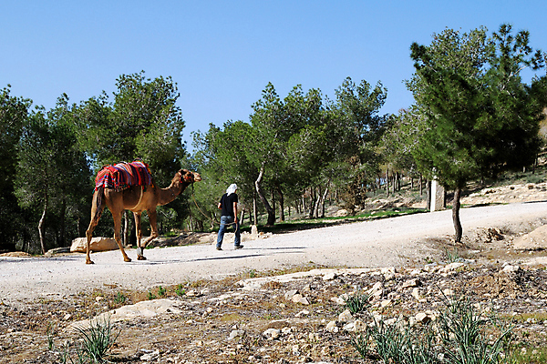 포토 JPG 해외이미지 동물 1 전통 남자 아시아 문화 여행 지도 가이드 포유류 자연 하늘 사람 인종 풍경 사람없음 여름 햇빛 침묵 사막 뜨거움 중앙 고독 장면 낙타 멀리 동쪽 단봉낙타 선두 해외202004 해외포토 직업 계절 감정 나라 태양 소리 방향 생태계 파일형식 이미지허브