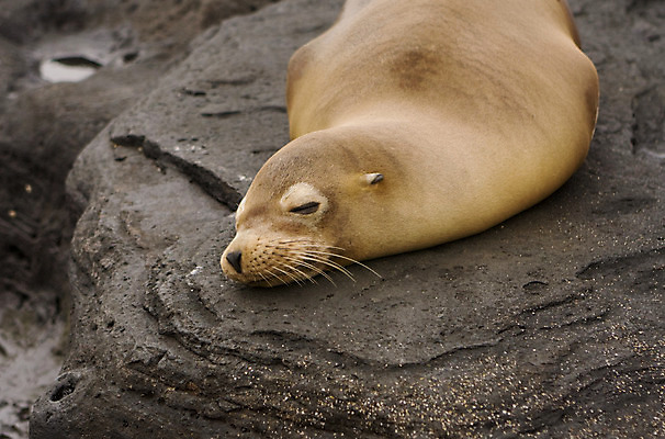 포토 JPG 해외이미지 동물 한마리 사람없음 검은색 남아메리카 용암 에콰도르 해외202004 해외포토 1 컬러 아메리카 파일형식 이미지허브