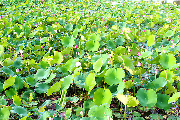 포토 JPG 해외이미지 식물 꽃 분홍색 백그라운드 잎 자연 연꽃 사람없음 초록색 물 여름 젖음 벚꽃 흰색 연못 인도인 신성 내추럴 해외202004 해외포토 자연요소 외국인 계절 컬러 동양인 생태계 파일형식 이미지허브