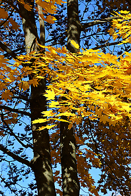 포토 JPG 해외이미지 나무 식물 계절 공원 백그라운드 단풍 잎 자연 하늘 풍경 사람없음 야외 파란색 빛 햇빛 태양 노란색 환경 활발 가을 나뭇가지 최고 황금 숲 유기농 내추럴 해외202004 해외포토 자연요소 웰빙 공공시설 컬러 컨셉 생태계 파일형식 이미지허브
