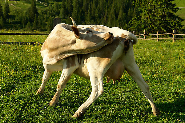 포토 JPG 해외이미지 동물 척추동물 여자 남자 농업 포유류 새로움 사람없음 청춘 농장 가축 운전 소고기 우유 소 농부 발사 해외202004 해외포토 직업 산업 컨셉 모션 유제품 육류 사람 파일형식 이미지허브