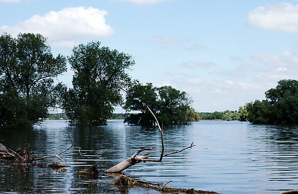 포토 JPG 해외이미지 나무 자연 하늘 독일 풍경 사람없음 목재 물 강 나뭇가지 홍수 보호구역 해외202004 해외포토 자연요소 식물 유럽 재료 자연재해 생태계 구역 파일형식 이미지허브