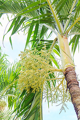 포토 JPG 해외이미지 나무 식물 열매 줄기 잎 크리스마스 과일 열대 사람없음 빨간색 컬러풀 노란색 정원 원형 여의주 해외202004 해외포토 도형 기념일 컬러 파일형식 이미지허브