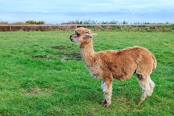 포토 JPG 해외이미지 동물 응시 야생동물 밭 포유류 자연 털 사람없음 야외 옆모습 초록색 반려동물 농장 갈색 머리 문 검은색 흰색 입 황무지 닫기 싱글 코 귀 슛 목 내추럴 양모 라마 알파카 페루 해외202004 해외포토 시선 뷰포인트 컬러 농업 모션 신체부위 직물 남아메리카 생태계 파일형식 이미지허브