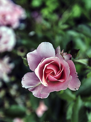 포토 JPG 해외이미지 식물 결혼 자연 선물 사랑 사람없음 햇빛 정원 힘 에너지 성장 시골 인사 순수 열정 꽃가루 부드러움 완전 해외202004 해외포토 감정 컨셉 이벤트 태양 예절 감각 가루 생태계 파일형식 이미지허브