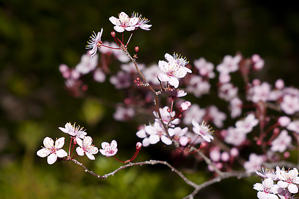 포토 JPG 해외이미지 나무 식물 디자인 계절 꽃잎 꽃 줄기 분홍색 백그라운드 잎 꽃무늬 패턴 농업 자연 사람없음 야외 빨간색 컬러풀 농장 환경 정원 봄 성장 벚꽃 게 흰색 나뭇가지 신선 개화 체리 과수원 순수 자두 내추럴 고립 꽃수술 살구 해외202004 해외포토 산업 컬러 컨셉 무늬 과일 갑각류 생태계 파일형식 이미지허브