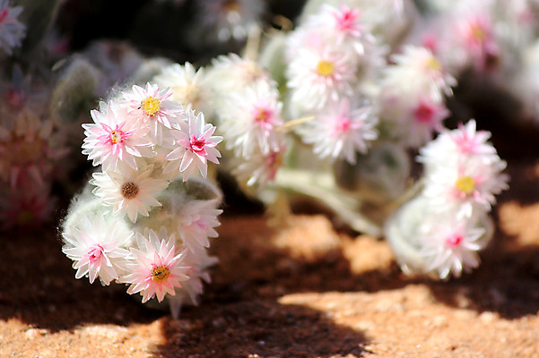 포토 JPG 해외이미지 식물 모래 여행 잎 아프리카 자연 건조 풍경 사람없음 파란색 환경 침묵 흙 사막 뜨거움 황무지 땅 모래언덕 가뭄 리빙 남쪽 내추럴 나미비아 생태학 특별함 해외202004 해외포토 교육 나라 컬러 컨셉 날씨 소리 방향 언덕 생태계 남아프리카 파일형식 이미지허브