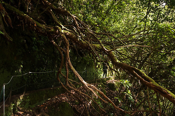 포토 JPG 해외이미지 주간 나무 유럽 길 섬 여행 자국 자연 산 건강 풍경 사람없음 야외 초록색 물 와인 트래킹 하이킹 젖음 바위 개울 숲 큼 그늘 포르투갈 순수 내추럴 베르데 해외202004 해외포토 자연요소 식물 나라 컬러 컨셉 레저 주류 강 돌_바위 크기 생태계 파일형식 이미지허브