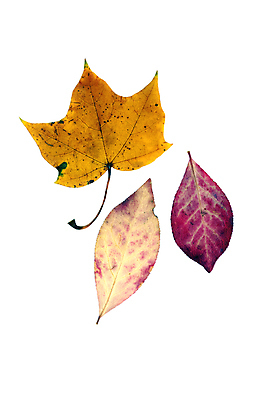 포토 JPG 해외이미지 나무 백그라운드 단풍 잎 자연 사람없음 가을 선택 11월 추수감사절 10월 해외202004 해외포토 식물 계절 기독교 컨셉 날짜 생태계 파일형식 이미지허브