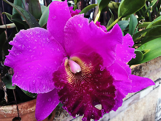 포토 JPG 해외이미지 식물 꽃잎 꽃 분홍색 꽃다발 백그라운드 잎 꽃무늬 자연 추상 사람없음 장식 초록색 컬러풀 정원 보라색 봄 벚꽃 흰색 나뭇가지 신선 난초 내추럴 고립 해외202004 해외포토 나무 계절 컬러 무늬 생태계 파일형식 이미지허브