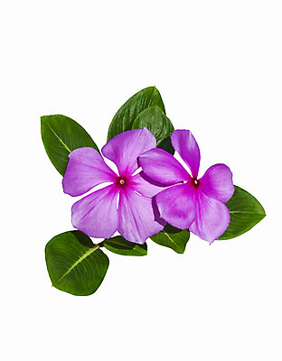 포토 JPG 해외이미지 식물 꽃 분홍색 잎 꽃무늬 자연 동양인 사람없음 초록색 정원 침묵 봄 활발 벚꽃 흰색 나뭇가지 신선 우아함 자주색 내추럴 고립 떠남 해외202004 해외포토 나무 계절 컬러 컨셉 무늬 모션 인종 소리 생태계 파일형식 이미지허브