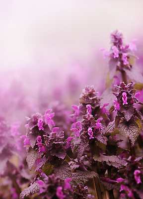 포토 JPG 해외이미지 식물 디자인 계절 꽃잎 꽃 분홍색 꽃다발 백그라운드 잎 꽃무늬 밭 자연 벽지 부활절 사람없음 야외 초록색 여름 빛 컬러풀 정원 봄 성장 덮개 벚꽃 인사 신선 신용카드 4월 다발 묘사 보케 내추럴 생태학 카피스페이스 해외202004 해외포토 교육 기념일 컬러 무늬 농업 금융 공백 뚜껑 예절 날짜 생태계 파일형식 이미지허브
