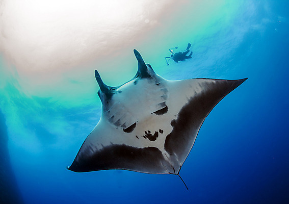 포토 JPG 해외이미지 동물 야생동물 바다 여행 백그라운드 자연 멕시코 어류 사람없음 야외 물 파란색 바닷속 수중 광선 산호 다이빙 깊이 해외202004 해외포토 자연요소 컬러 북아메리카 수영 수중동물 자포동물 생태계 수중스포츠 파일형식 이미지허브