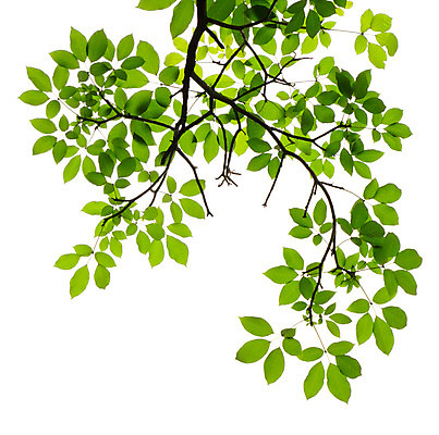 포토 JPG 해외이미지 나무 식물 공원 곤충 백그라운드 잎 자연 프레임 그림자 사람없음 야외 초록색 여름 태양 우주 정원 맑음 침묵 봄 성장 흰색 나뭇가지 신선 투명 숲 묘사 유기농 질감 내추럴 고립 디테일 해외202004 해외포토 자연요소 동물 웰빙 계절 공공시설 컬러 날씨 소리 생태계 파일형식 이미지허브