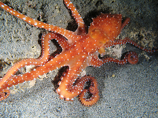 포토 JPG 해외이미지 동물 야생동물 음식 모래 바다 자연 생물 연체동물 어류 사람없음 물 바닷속 수중 어둠 해조류 야간 지중해 해산물 다이빙 문어 촉수 내추럴 깊이 해외202004 해외포토 자연요소 무척추동물 수영 수중동물 해양식물 생태계 수중스포츠 파일형식 이미지허브