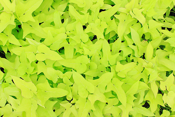 포토 JPG 해외이미지 나무 식물 계절 공원 백그라운드 잎 꽃무늬 패턴 일러스트 자연 추상 건강 그림자 사람없음 야외 그래픽 장식 초록색 여름 환경 정원 봄 에너지 성장 가을 나뭇가지 신선 숲 묘사 그림 에코 유기농 질감 내추럴 생태학 해외202004 해외포토 웰빙 공공시설 교육 꽃 컬러 무늬 생태계 파일형식 이미지허브