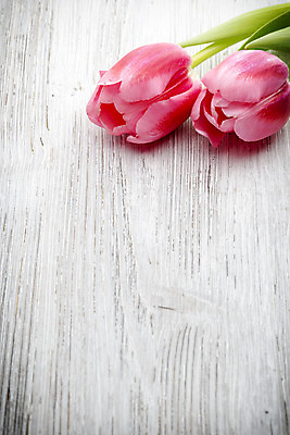 포토 JPG 해외이미지 식물 계절 꽃잎 꽃 분홍색 꽃다발 백그라운드 잎 꽃무늬 자연 부활절 사람없음 목재 초록색 머리 봄 튤립 벚꽃 다발 해외202004 해외포토 나무 기념일 컬러 무늬 재료 신체부위 생태계 파일형식 이미지허브