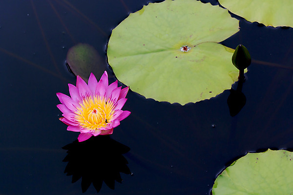 포토 JPG 해외이미지 식물 계절 공원 꽃잎 꽃 백그라운드 잎 꽃무늬 자연 휴식 연꽃 사람없음 야외 장식 초록색 물 노란색 환경 정원 보라색 벚꽃 연못 개화 백합 내추럴 이국적 해외202004 해외포토 자연요소 공공시설 컬러 컨셉 무늬 생태계 파일형식 이미지허브