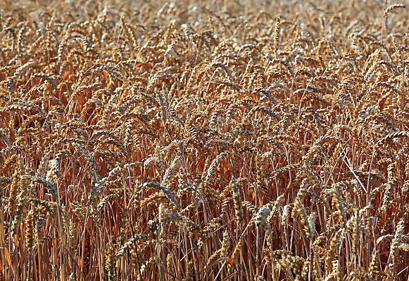 포토 JPG 해외이미지 음식 밭 농업 옥수수 사람없음 경제 농장 시골 시리얼 밀 밭일 생태학 작살 해외202004 해외포토 교육 산업 곡류 파일형식 이미지허브