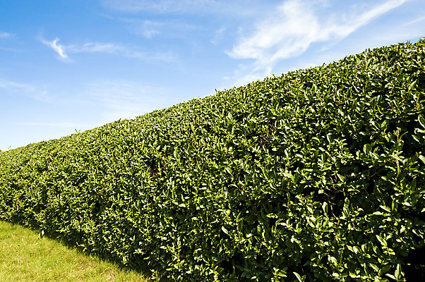포토 JPG 해외이미지 식물 잎 자연 하늘 잔디 사람없음 초록색 파란색 울타리 정원 맨션 원예 각도 손질 해외202004 해외포토 컬러 주택 취미 담장 생태계 파일형식 이미지허브