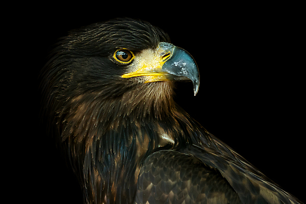 포토 JPG 해외이미지 동물 얼굴 야생동물 바다 백그라운드 자연 조류 사람없음 갈색 머리 검은색 먹이 깃털 사냥 부리 독수리 육식동물 사냥꾼 고립 해외202004 해외포토 직업 컬러 신체부위 생태계 파일형식 이미지허브