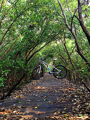 포토 JPG 해외이미지 나무 도로 길 스포츠 사람없음 자전거 승차 숲 오브젝트 속도 해외202004 해외포토 식물 교통시설 모션 바이크 파일형식 이미지허브