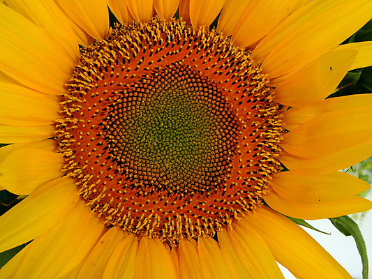 포토 JPG 해외이미지 식물 꽃잎 꽃 음식 오렌지 해바라기 씨앗 사람없음 노란색 해외202004 해외포토 컬러 과일 파일형식 이미지허브