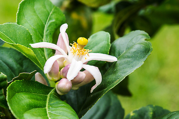 포토 JPG 해외이미지 나무 식물 꽃 분홍색 잎 씨앗 사람없음 초록색 여름 컬러풀 노란색 정원 흰색 나뭇가지 꽃가루 강렬 해외202004 해외포토 계절 컬러 가루 파일형식 이미지허브