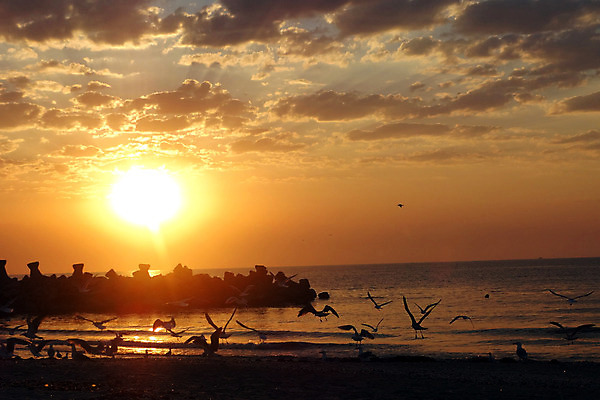 포토 JPG 해외이미지 구름 바다 컨셉 오렌지 자연 갈매기 하늘 따뜻함 풍경 사람없음 야외 빛 태양 일출 일몰 그룹 만족 장면 넘어짐 해외202004 해외포토 자연요소 감정 과일 모션 조류 노을 생태계 파일형식 이미지허브
