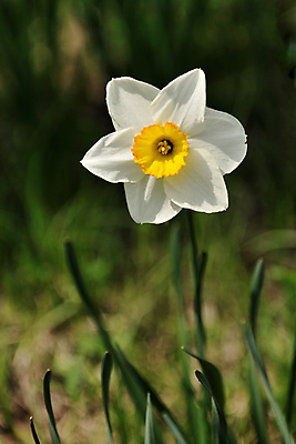 포토 JPG 해외이미지 식물 구름 계절 꽃잎 꽃 백그라운드 잎 꽃무늬 밭 전구 자연 부활절 따뜻함 풍경 잔디 사람없음 야외 초록색 여름 파란색 노란색 환경 정원 봄 자유 성장 벚꽃 신선 개화 칼날 황금 원예 수선화 솜털 영원 수평선 해외202004 해외포토 자연요소 기념일 컬러 컨셉 무늬 농업 취미 생태계 파일형식 이미지허브
