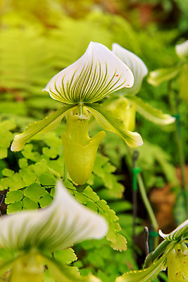 포토 JPG 해외이미지 식물 꽃 잎 오렌지 자연 슬리퍼 종류 사람없음 장식 빨간색 초록색 노란색 환경 정원 봄 벚꽃 흰색 신선 개화 행운 난초 우아함 숲 원예 생물학 지역 멸종 내추럴 기르기 해외202004 해외포토 계절 교육 컬러 신발 컨셉 과일 취미 생태계 돌봄 파일형식 이미지허브