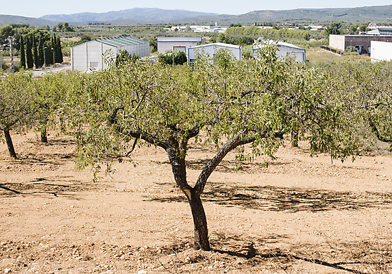 포토 JPG 해외이미지 나무 식물 음식 백그라운드 잎 농업 과일 재료 공장 자연 사람없음 초록색 여름 농장 정원 견과류 수확 껍질 나뭇가지 지중해 유기농 아몬드 내추럴 밭일 해외202004 해외포토 웰빙 계절 산업 바다 컬러 공업 생태계 파일형식 이미지허브