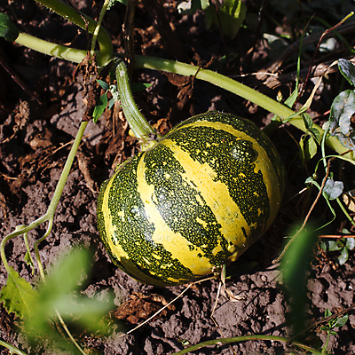 포토 JPG 해외이미지 식물 계절 음식 잎 밭 농업 다이어트 채소 과일 자연 디저트 수박 건강 사람없음 야외 초록색 물 여름 농장 정원 주스 줄무늬 성장 가을 시골 신선 원형 달콤 맛 멜론 자르기 먹기 상쾌 유기농 장면 숙성 세련 해외202004 해외포토 자연요소 도형 웰빙 감정 산업 음료 컬러 컨셉 무늬 모션 생태계 파일형식 이미지허브