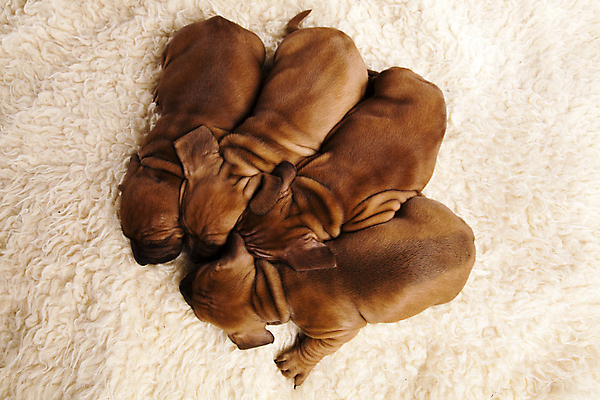 포토 JPG 해외이미지 반려견 새끼 여러마리 실내 사람없음 반려동물 하이앵글 귀여움 눈감음 강아지 닥스훈트 양털 해외202004 해외포토 동물 뷰포인트 다수 컨셉 모션 내부 개 파일형식 이미지허브