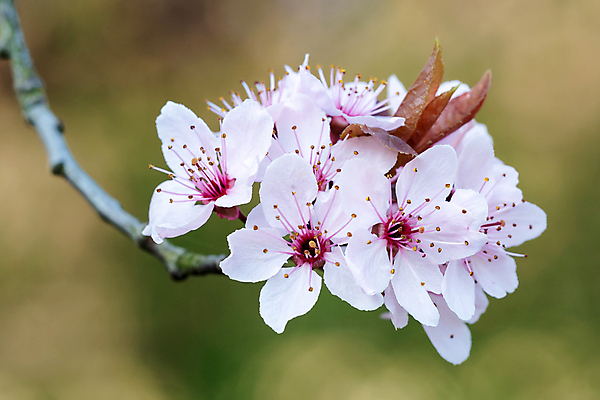포토 JPG 해외이미지 나무 식물 계절 공원 꽃잎 꽃 분홍색 백그라운드 잎 꽃무늬 자연 사람없음 야외 정원 봄 벚꽃 나뭇가지 신선 개화 체리 닫기 4월 내추럴 고립 해외202004 해외포토 공공시설 컬러 무늬 과일 모션 날짜 생태계 파일형식 이미지허브