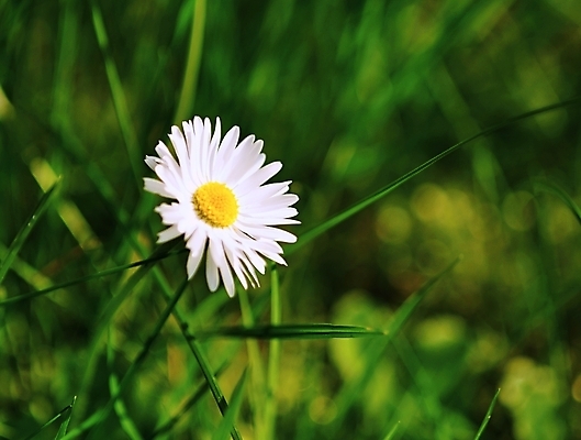 포토 JPG 해외이미지 식물 계절 꽃 백그라운드 꽃무늬 밭 자연 풍경 잔디 사람없음 야외 초록색 여름 햇빛 태양 농장 노란색 정원 맑음 봄 벚꽃 흰색 시골 신선 땅 허브 데이지 장면 내추럴 평야 해외202004 해외포토 자연요소 컬러 무늬 농업 날씨 생태계 파일형식 이미지허브