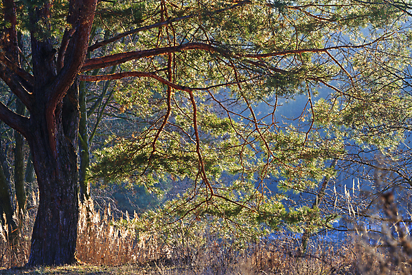 포토 JPG 해외이미지 나무 응시 공원 잎 자연 아침 산 따뜻함 풍경 경사 사람없음 야외 초록색 물 빛 햇빛 태양 검은색 봄 흐름 덮개 소나무 황무지 떨어짐 보호 저녁 숲 속도 침엽수 내추럴 서쪽 울퉁불퉁 수평선 해외202004 해외포토 주간 자연요소 식물 시선 계절 공공시설 컬러 컨셉 뚜껑 야간 방향 생태계 파일형식 이미지허브