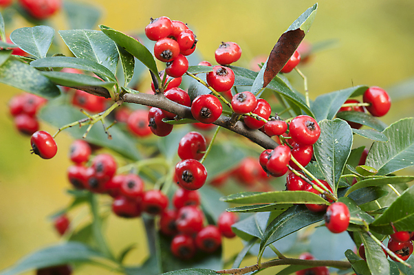 포토 JPG 해외이미지 나무 열매 잎 오렌지 사람없음 장식 빨간색 컬러풀 갈색 정원 가을 닫기 묘사 해외202004 해외포토 식물 계절 컬러 과일 모션 파일형식 이미지허브