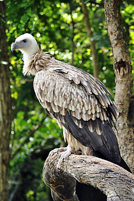 포토 JPG 해외이미지 동물 아시아 조류 사람없음 초록색 갈색 머리 검은색 죽음 큼 깃털 사냥 부리 육식동물 대머리 육식 계산서 동물상 해외202004 해외포토 헤어스타일 나라 컬러 신체부위 조형물 크기 파일형식 이미지허브