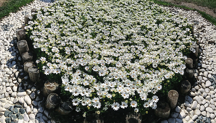 포토 JPG 해외이미지 편집 디자인 꽃 컨셉 풍경 사람없음 환경 정원 주차 캐모마일 해외202004 해외포토 식물 허브 파일형식 이미지허브